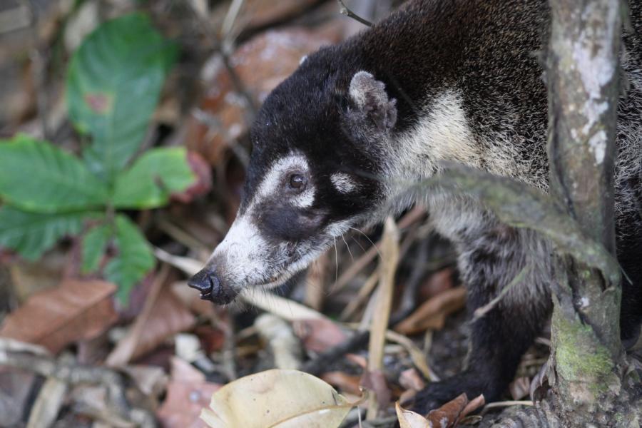 Nasenbär