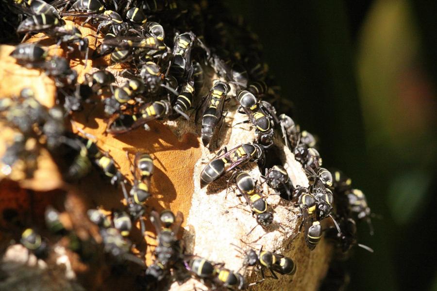 Dass diese Wespen nicht angriffslustig sind, beweist diese Makro-Aufnahme, die räumliche Nähe erfordert. 
