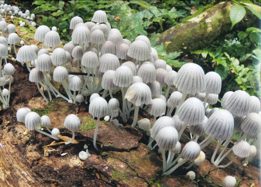Pilze spielen bei der Zersetzung von Biomasse eine wichtige Rolle.