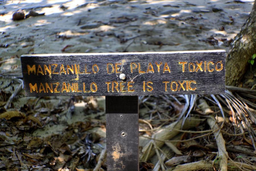 Die herrlichen Strände im Antonio-Nationalpark sind vom schattenspendenden Urwald umrahmt. Jedoch sollte man zu den Manzanillobäumen (auch als Strandapfel bekannt) respektvollen Abstand halten, 