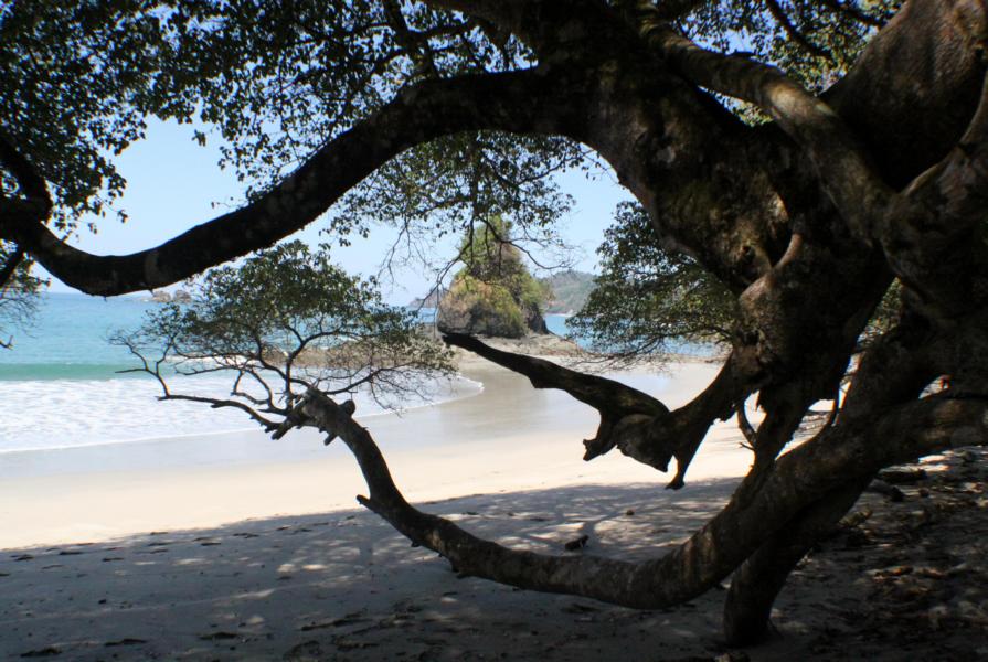 Schon das Berühren der Manzanillobäume kann zu Hautirritationen führen. Mit seinen glänzenden Blättern hat der wuchtige Baum es wahrlich in sich: Auf der Haut erregt der Saft (nach ca. einer halben Stunde) heftiges Brennen, Entzündungen und Bläschenausschlag mit nachfolgender Abschuppung der Oberhaut. Gerät ein kleiner Tropfen des ätzenden Milchsaftes oder der Rauch des brennenden Baumes ins Auge, besteht die Gefahr des Erblindens. Sogar Regentropfen, die von einem Manzanillobaum fallen, können Hautschädigungen und schwere Augenreizungen verursachen. Die Ranger warnen alle Besucher, sich nicht unter den Bäumen aufzuhalten oder diese zu berühren.