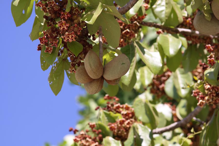 Unter diesem wunderschön blühenden Baum ruhten wir uns aus. 