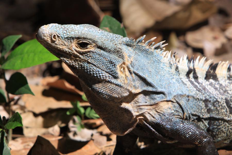 Die männlichen Schwarzleguane sind farbenprächtiger als die Weibchen. Die männlichen Tiere bringen es auf eine recht stattliche Körpergröße von maximal 1,2 Meter.
