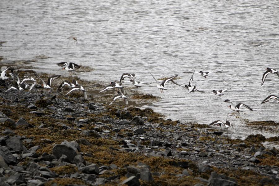 Dass durch den Wind aufgewühlte Wasser des Fjordes spülte die Nahrung für die Austernfischer bei zunehmender Ebbe an die Wasseroberfläche und wurde so von den Vögeln abgefischt. Dieser Vogel ist unverkennbar durch sein schwarz-weißes Gefieder, seinen roten Schnabel, die roten Augen und roten Beine.