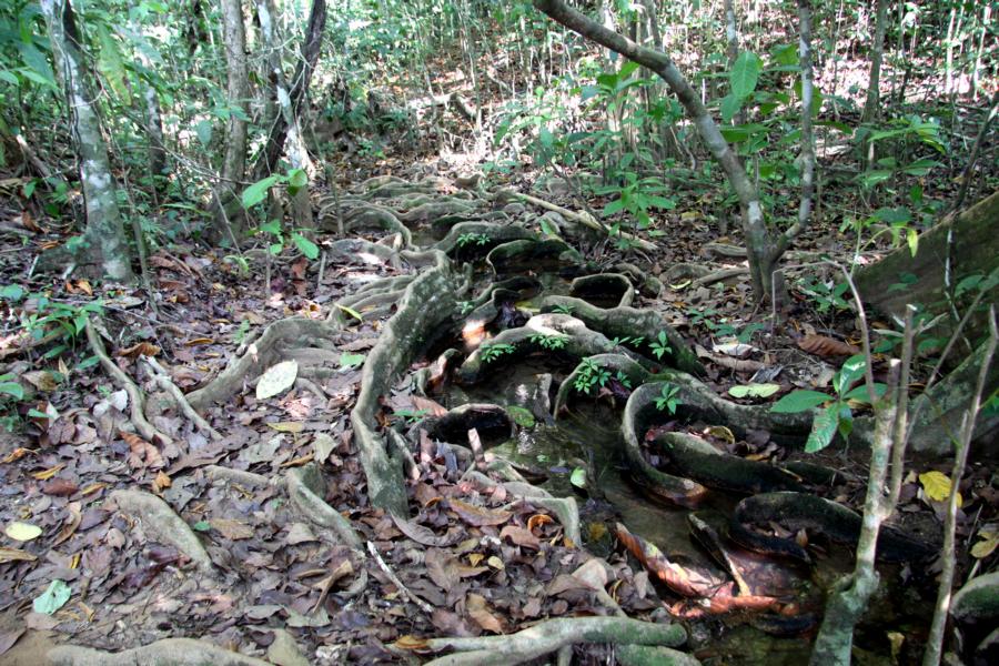 Auf dem Weg zum Fluss Rio Claro war es nicht immer leicht, trittsicher voran zu kommen, weil das Wurzelwerk der Baumriesen zum Hindernis wurde. Zum Glück trafen wir bereits in der Heimat die Entscheidung, unsere Wanderschuhe mit stabiler Sohle mitzunehmen. 
