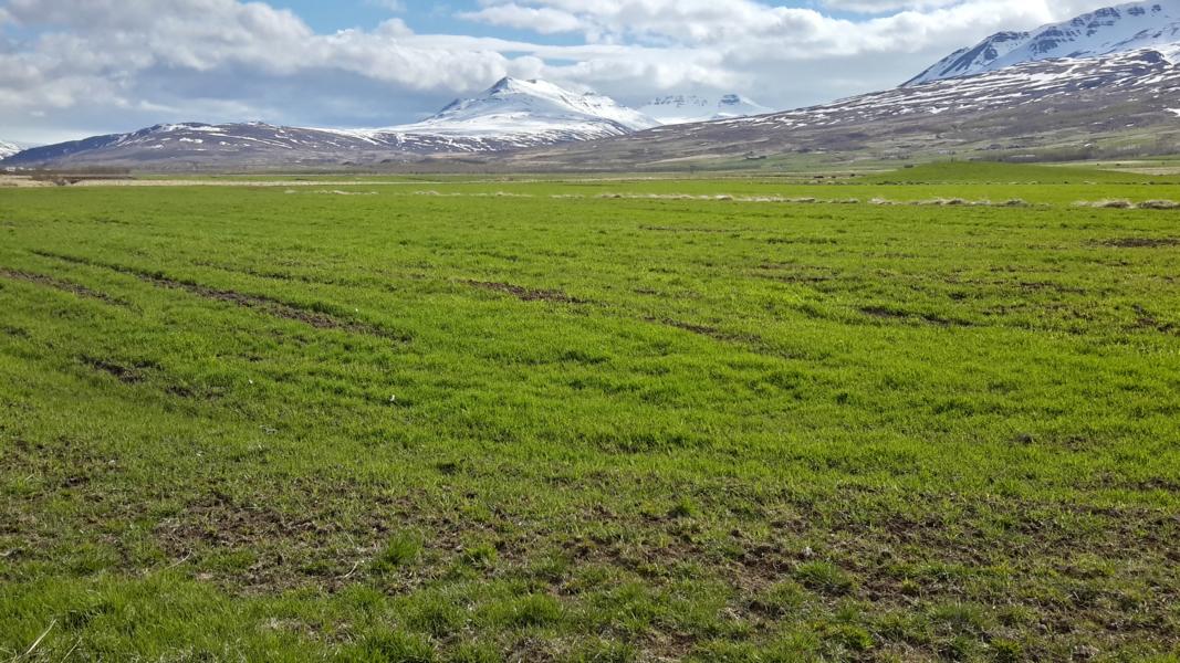 Grüne Wiesen bei Akureyri