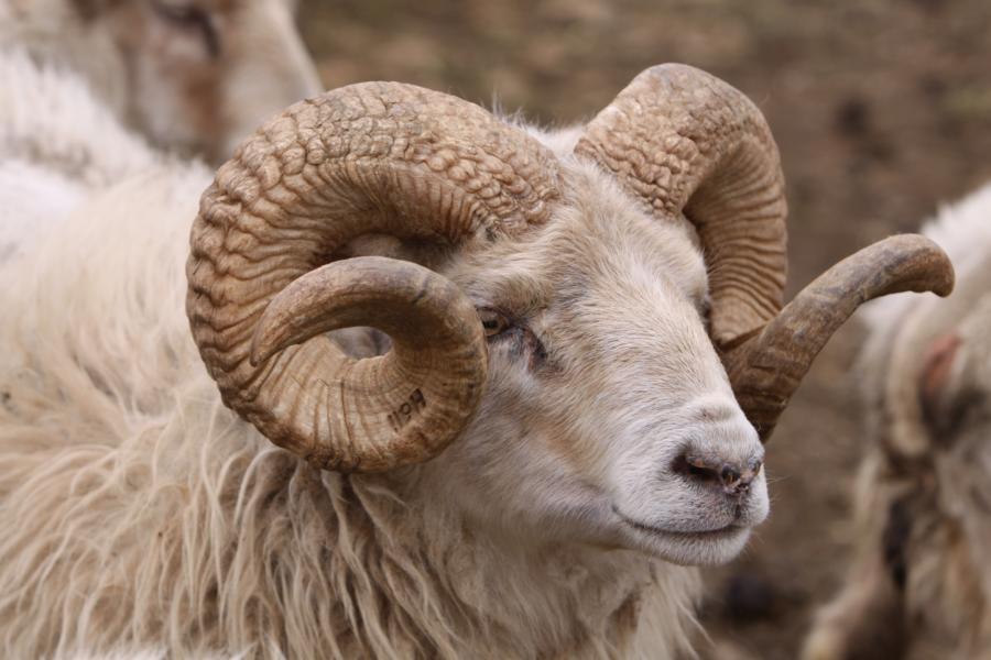 Prächtiges Gehörn eines Schafsbockes