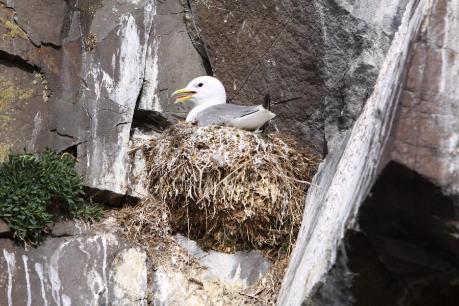 Dreizehenmöwe bei der Brut