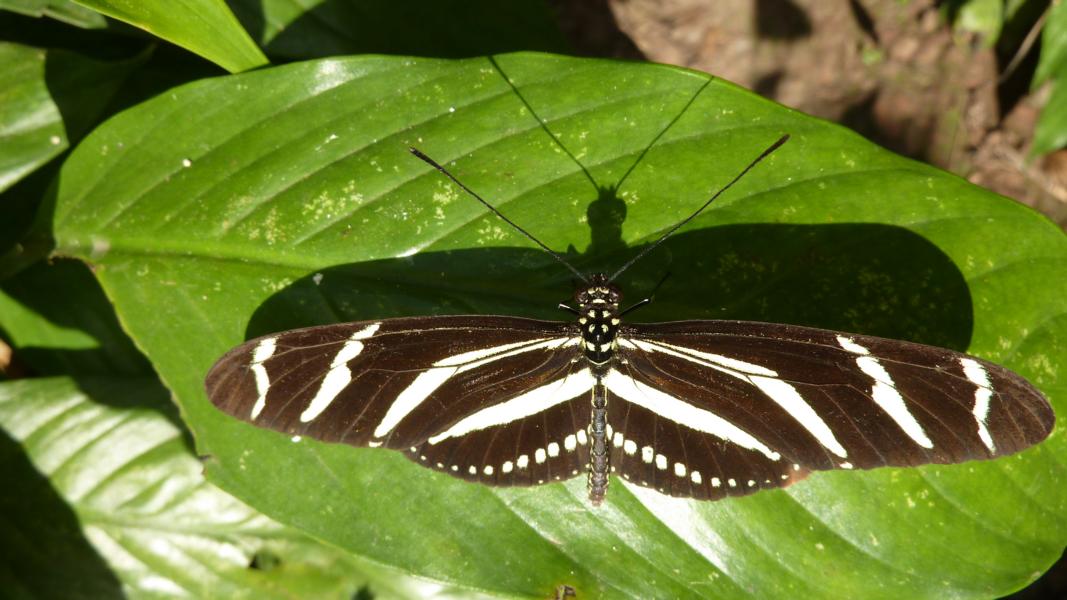 Zebrafalter