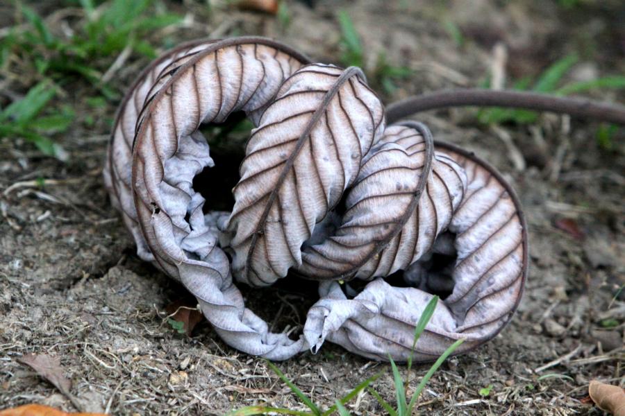 Blatt des Ameisenbaumes 