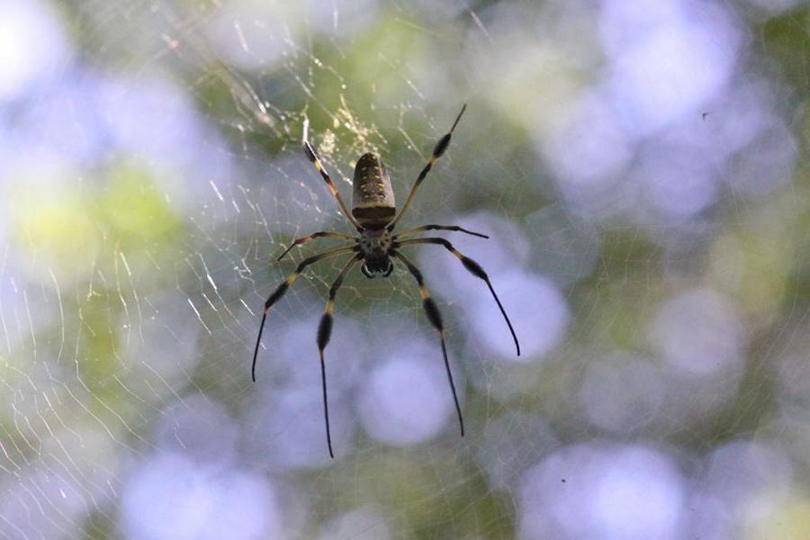 Desöfteren begegneten wir der Goldenen Seidenspinne, die große Netze spannt. Das Gift, das sie ihrer Beute verabreicht, kann einem gesunden Menschen nicht gefährlich werden.