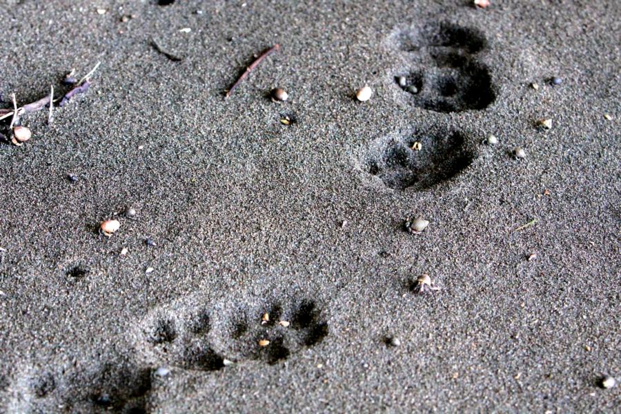 Leider kam uns der Puma, dessen Spuren wir in Strandnähe sahen, nicht vor die Kamera. Seine Spur führte zu diesem Süßwasserfluss und verlor sich dann im Dschungel.