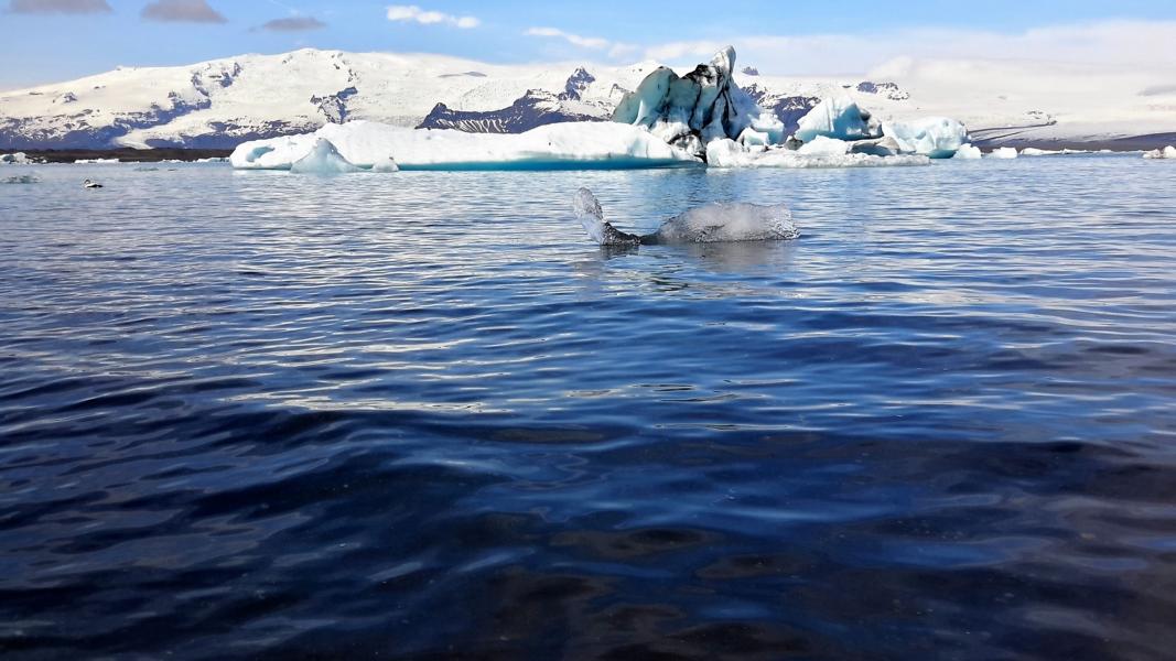 Eisberg, der einer schwimmenden Schildkröte gleicht.
