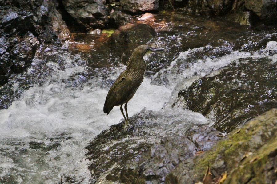 Nacktkehlreiher lauert auf Beute.