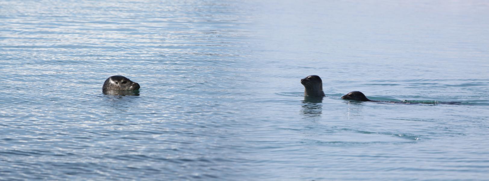 Robben im Jökulsarlon