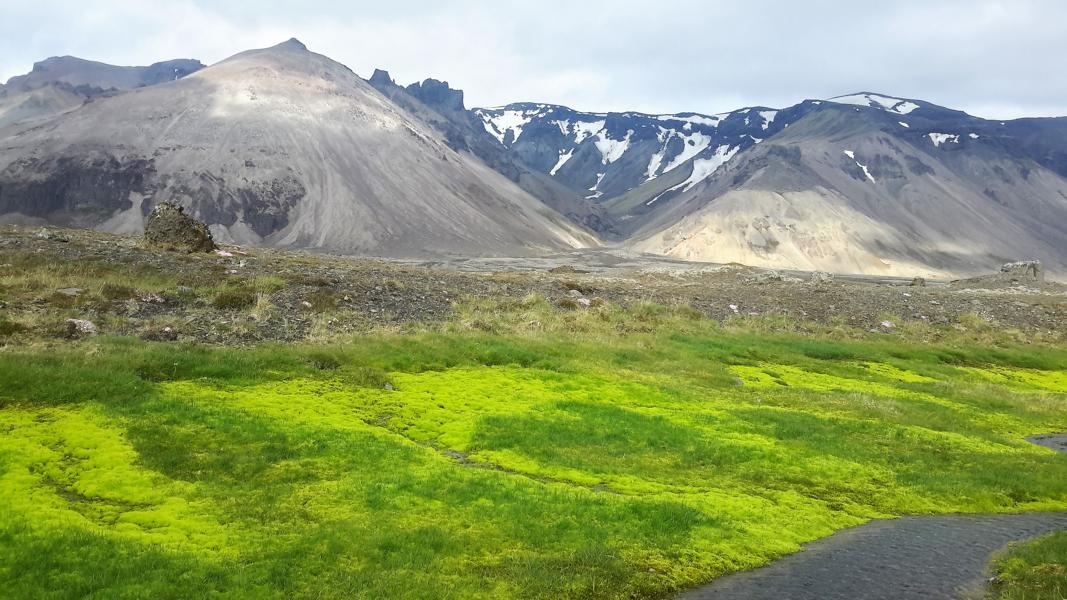 Leuchtende Moose im Juni