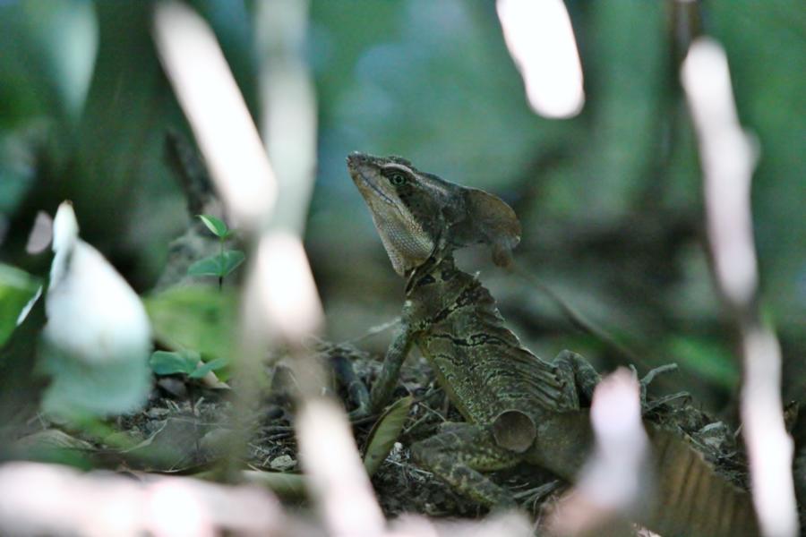Diesen Emerald Basilisk sahen wir nur ganz kurz. Er war sehr scheu.
