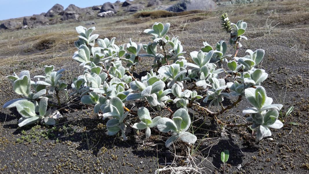 Stark behaarte Weidenart in den Sandflächen an der Südküste Islands