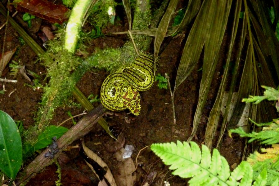 Gefährlich werden kann die Greifschwanz-Lanzenottern, die über 80 Zentimeter lang wird. Sie ist eine von den 22 vorkommenden Giftschlangenarten in Costa Rica, die uns begegnet ist. Sie verfügt über ein hochentwickeltes Wärmesinnesorgan, das ihr erlaubt, auch bei vollkommener Dunkelheit Beutetiere und Feinde zu orten.  Wenn sich die Schlange vom Menschen bedroht fühlt, verharrt sie träge, auf ihre Tarnung vertrauend, an ihrem Ort und zeigt keine sichtbare Reaktion. Nur in letzter Konsequenz versucht sie, sich durch einen Biss zu verteidigen.  Die meisten Opfer von Giftschlangenbissen sind Plantagenarbeiter, die im Rahmen ihrer Arbeitstätigkeit mit den Tieren in Kontakt kommen. Bissunfälle mit Touristen werden äußerst selten registriert. 