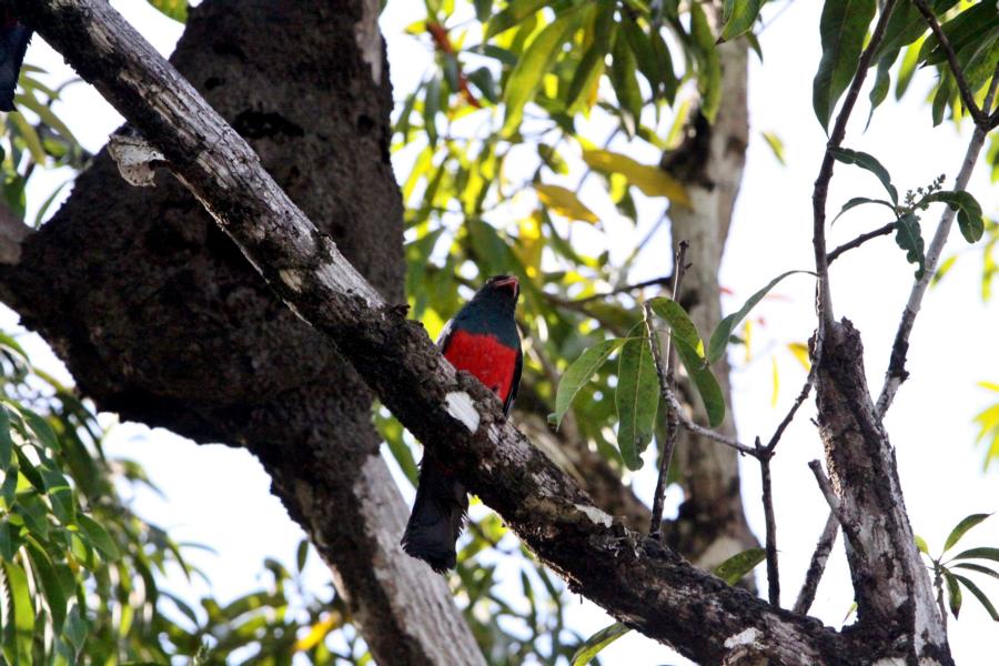 Auf dem Weg zu unserer Unterkunft entdeckten wir das Nest des Jungfern-Trogon in einem verlassenen Termitenbau. Trogone sind Höhlenbrüter. Mit dem Schnabel und den Füßen wird in einem morschen Baum oder in einem Termitenhügel eine Höhle gegraben.