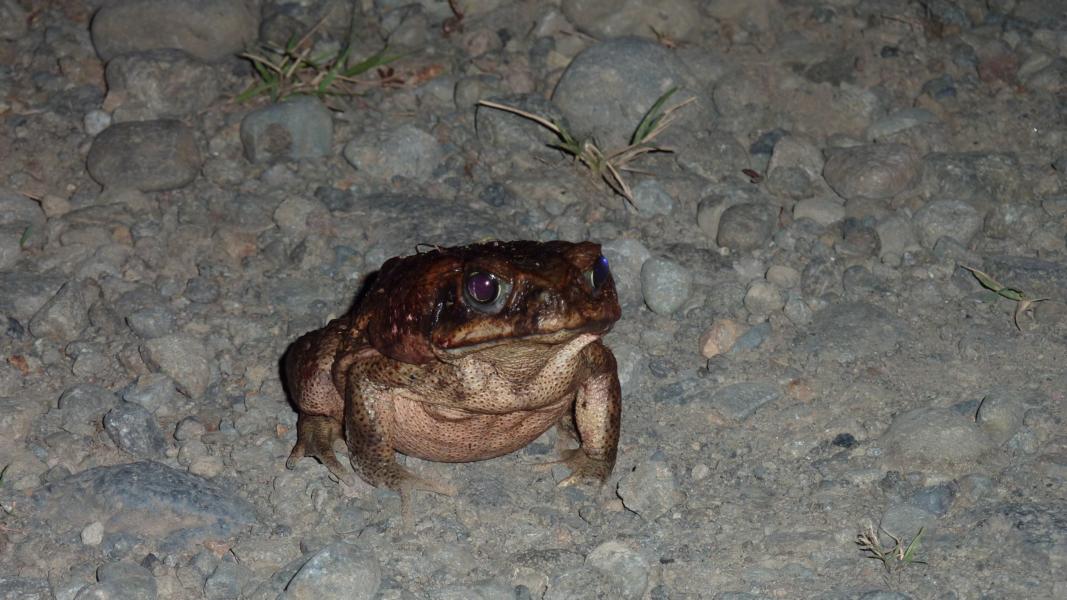 Diese Aga-Kröte versperrte uns den Weg zum Bungalow.