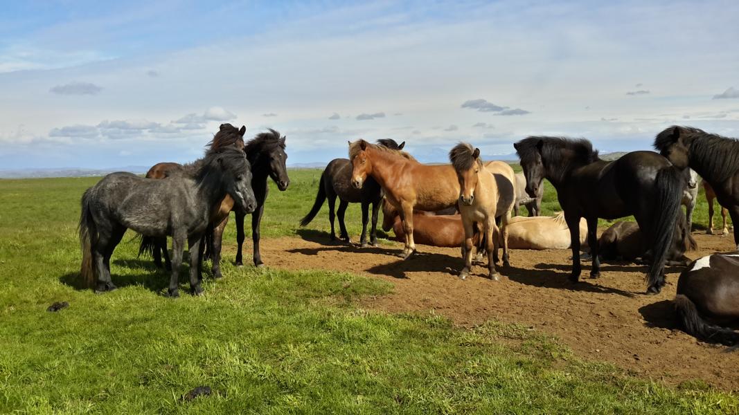 Bei den Islandpferden findet man eine Vielzahl von unterschiedlichen Fellfarben.