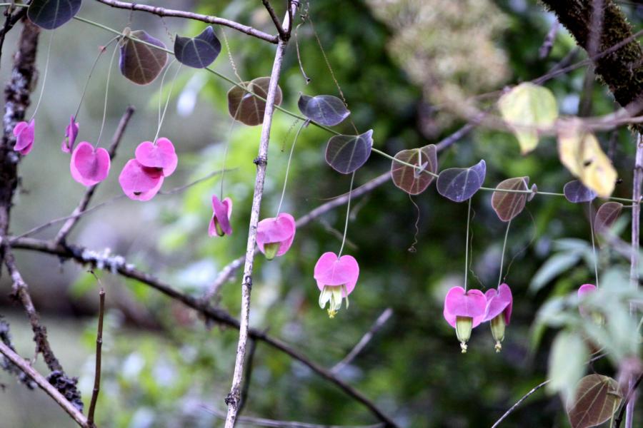 Botanische Rarität im Lodgegelände, die besonders auffällig war.