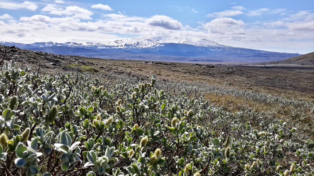 Blick auf den Vulkan Hekla