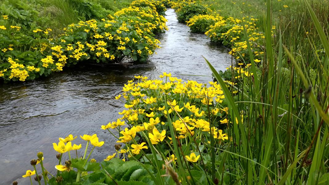 Sumpfdotterblumen