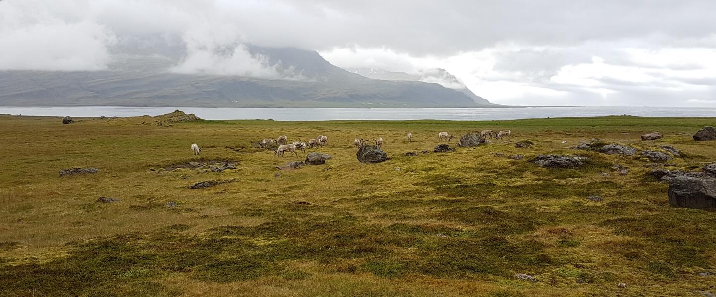 Rentiere im Berufjördur