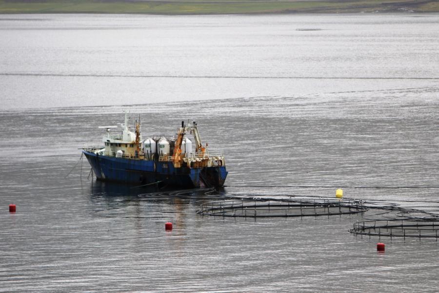 Fischaufzuchtbecken im Berufjördur