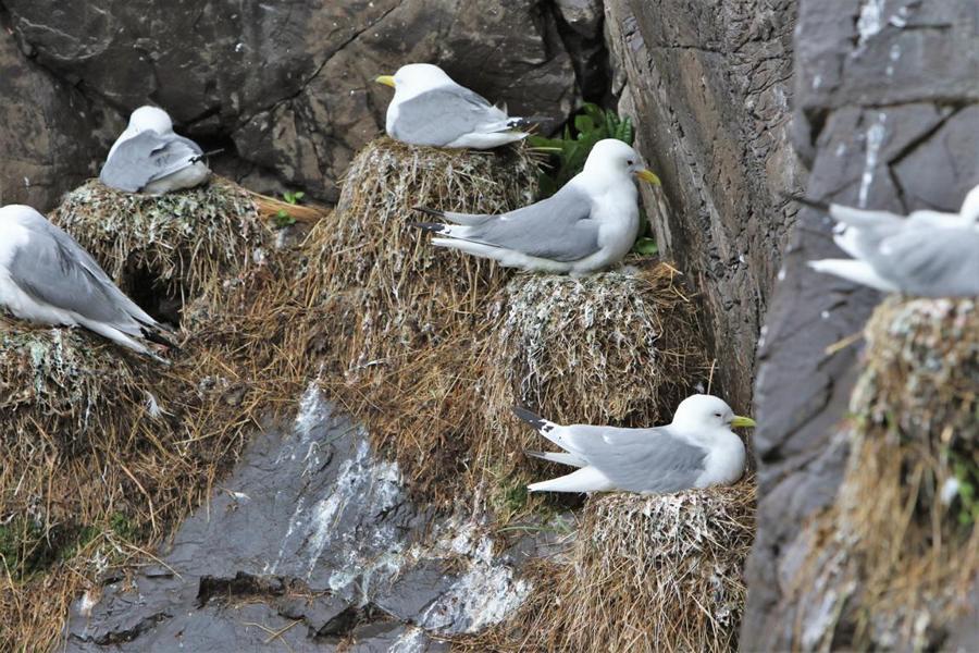 Teil einer Brutkolonie des Eissturmvogels