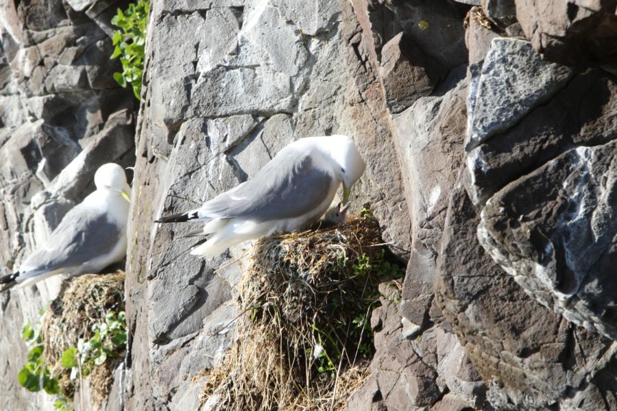 Fütterung des Jungvogels