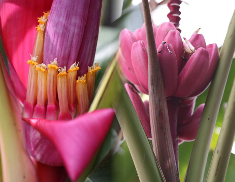 Bananenblüte und -frucht