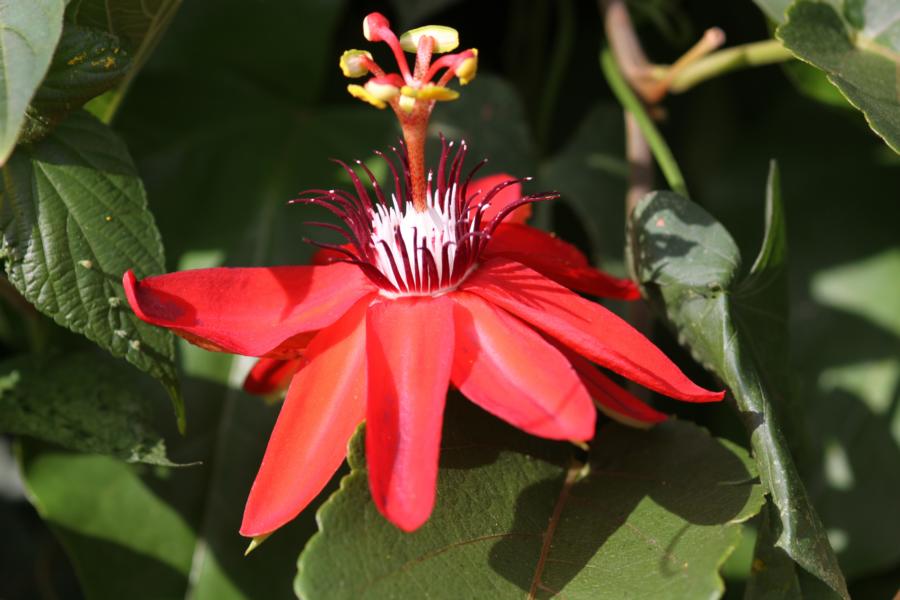 Rote Passionsblume im Garten der Lodge.