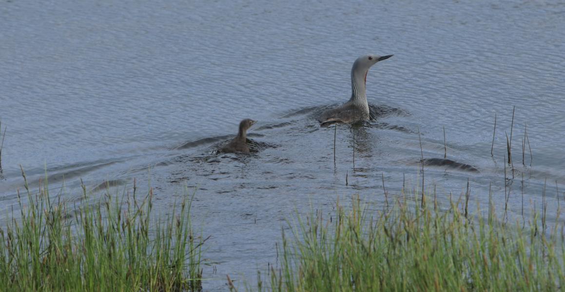 Sterntaucher mit Jungtier