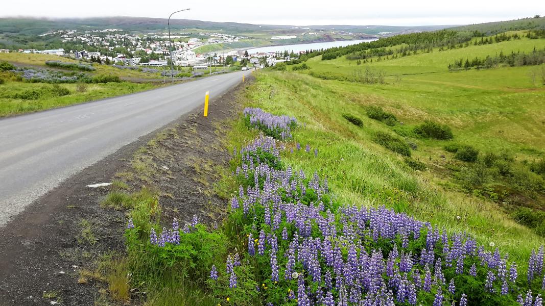 Husavik