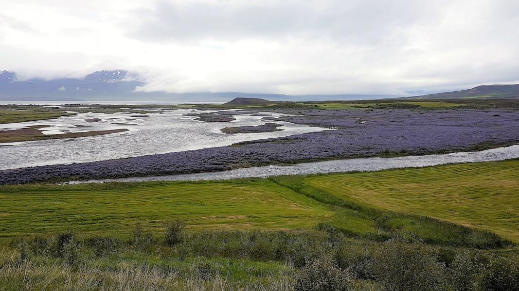 Mündungsdelta des Flusses Fnjoska