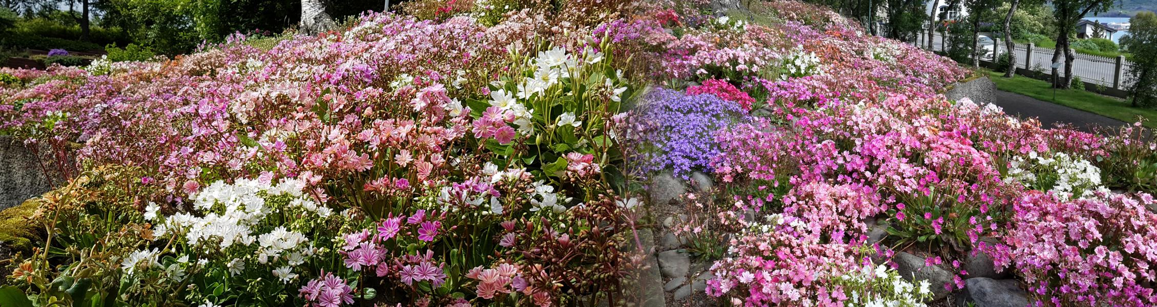 Blumenbeet am Rande des Bot. Gartens von Akureyri