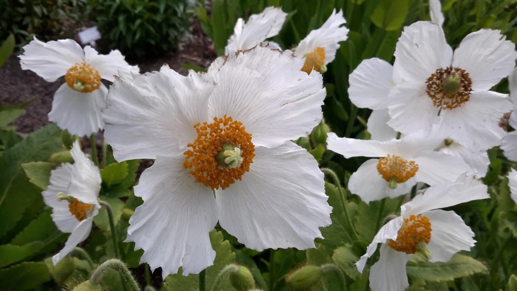 Weißer Mohn