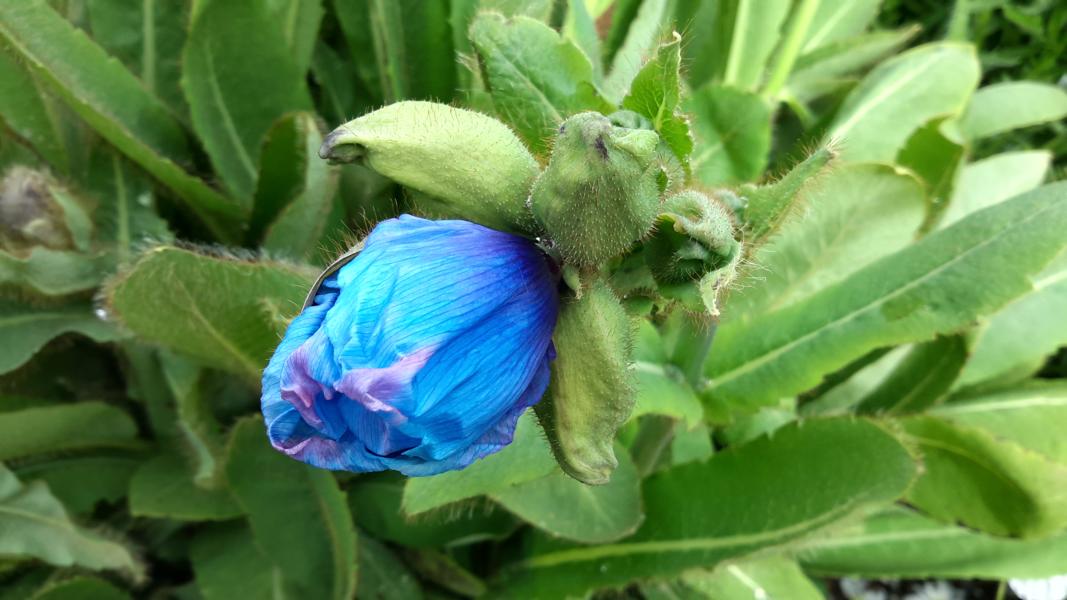 Blauer Mohn