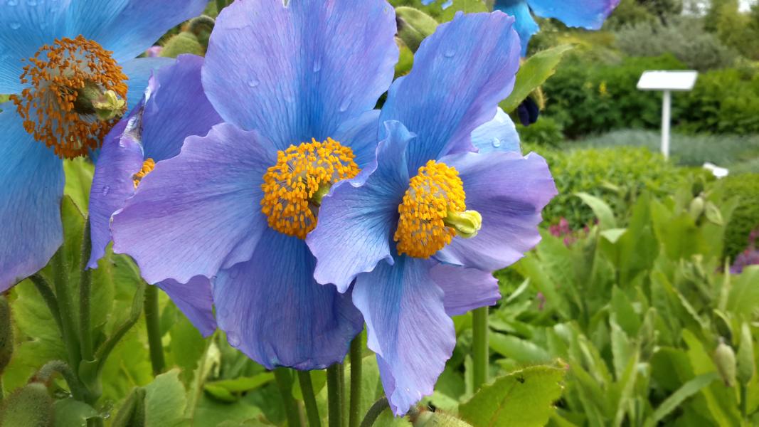 Blauer Mohn