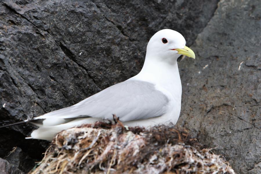 Nest der Dreizehenmöve am Basaltfelsen Hvitserkur