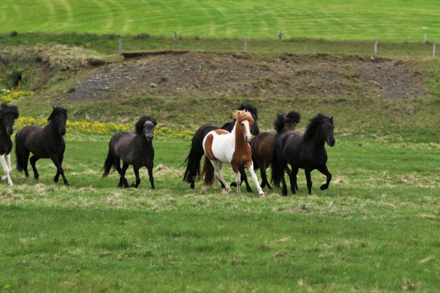 Rennende Islandpferde sind selten zu sehen.