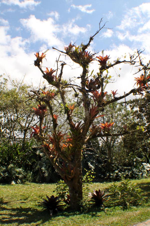 Epithyten auf einem Baum im Lankestergarten.