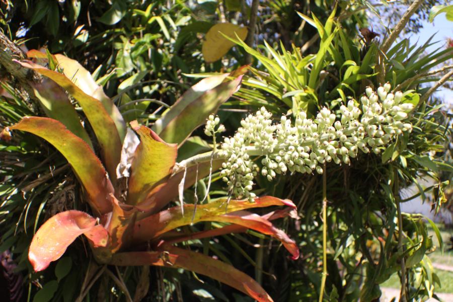 Blühender Epiphyt