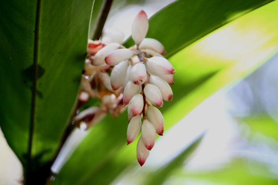 Bizarre Blüte.