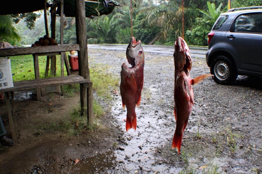 An den Straßenrändern der kleinen Fischersiedlungen wird häufig sehr preiswert Frischfisch für Selbstversorgertouristen angeboten.
