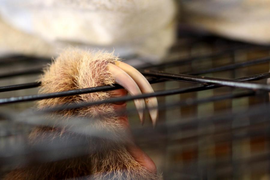 Tiere, die auf Grund ihres Zustandes nicht mehr ohne Hilfe überlebensfähig sind, bleiben auf der Station.