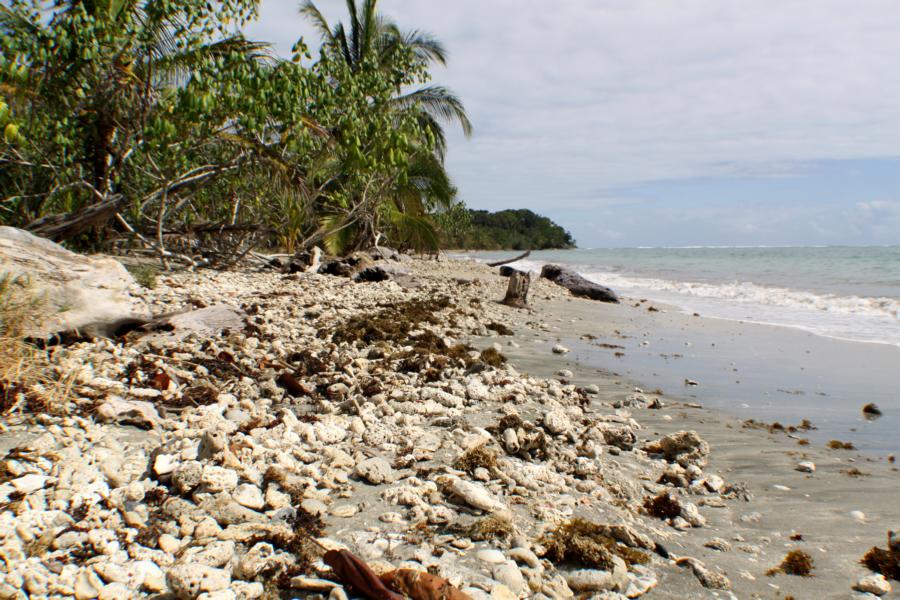 An einigen Strandabschnitten lagen riesige Mengen abgebrochener Korallen.